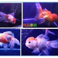 玉龙观赏鱼精品泰狮猫狮玉兔渔场直销水泡兰寿百褶泰狮 8-15厘米