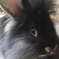 小兔子活体侏儒兔迷你长不大小型公主熊猫垂耳小白兔小型宠物兔活[10月1日发完] 繁殖宠物兔公-颜色随机