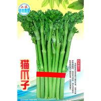 野生猫爪子种子春季庭院种植发芽率高营养丰富东北野菜唐松菜种子 猫爪子种子/100粒X1袋