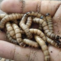 大麦虫活体面包虫黄粉虫龙鱼乌龟守宫蜥蜴蜘蛛鸟宠物饲料包成活率 一斤大麦虫