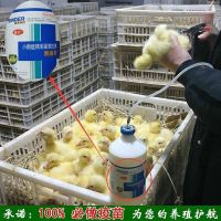 大品种黑番鸭白番鸭活体西洋鸭黑番鸭鸳鸯鸭旱鸭大种腾鸭苗[9月23日发完] 满十只送鸭苗[送料药] 以上均单只价作为路