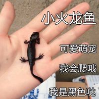 六角恐龙鱼淡水冷水鱼活体宠物鱼霸王蝾螈金鱼龙鱼清道夫好养耐活 小火龙3只（4-7cm）无赠品