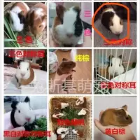 家养宠物荷兰兔豚猪荷兰猪活体花毛豚天竺鼠活物黑豚彩豚白豚荷兰[9月24日发完] 随机一只 母