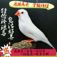 珍珠鸟活体白文灰文鸟白灰珍珠送鸟粮观赏宠物鸟活物手养珍珠一对 一只公 白珍珠鸟