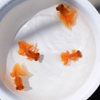 观赏金鱼大眼睛蝶尾精品龙睛蝶尾金鱼熊猫蝶鱼苗小中型好养冷水鱼 6至8厘米红蝶 一条