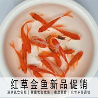 冷水金鱼草金淡水观赏鱼缸金鱼活鱼好养耐活金鱼苗练手饲料鱼活体 草金9-12厘米1条+开胃小鱼食