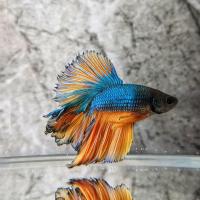 自选泰国斗鱼朦胧盒展示级泰国斗鱼狮王半月将军热带观赏鱼 盲盒