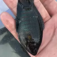 大巨普斗鱼花手巾菩萨鱼兔子鱼沙芒叉尾斗鱼中国斗鱼观赏鱼 2-3cm5送1