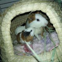 仓鼠窝兔子窝刺猬龙猫荷兰猪蒙古包形状草窝草屋四季草窝冬暖夏凉 1号稻草 底直径15厘米