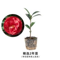 重瓣山茶花带花苞盆栽花卉四季开花易养活庭院工程绿植七芯山茶花 四季开花2年茶花苗(带花苞)