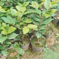 浓香型庭院款香妃茶花(应季带花苞发货) 三年苗