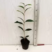 金花茶树苗名贵金茶花盆栽四季花卉植物庭院室外室内防城金茶树苗 二年苗 高40厘米 单杆[1棵]