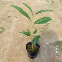 茶树苗 广西金花茶盆栽防城金花茶树苗盆栽植精品苗名贵茶花品种 金花茶含盆高约28~35cm1盆 含盆