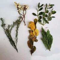 松果木片树叶干花干果组合套装 幼儿园装饰小摆件 复古拍照道具 树叶款材料包