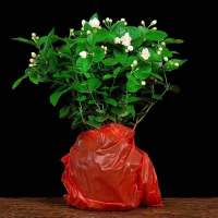 [带花苞]茉莉花盆栽浓香好养南北方室内阳台办公室驱蚊驱虫花卉 小号盆(6-8棵)开花较少 原土不含盆