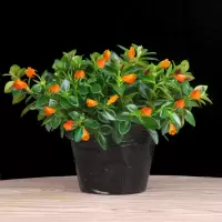 [驱蚊驱虫]金鱼吊兰盆栽 四季常青 室内绿植花卉 多肉 土培好养 金鱼花 [黄色] 无土根幼苗2棵[不包活]