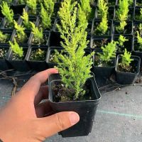 香味小香松盆栽圣诞树四季常青室内绿植客厅桌面盆栽好养植物花卉 香松[试养小苗]不包活不推荐 即送[通用型复合肥]