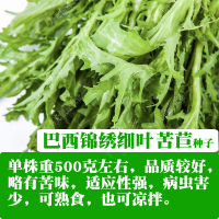 细叶黄心金花苦菊种籽绿叶碎叶苦菊秋季四季盆栽蔬菜种孑 [巴西锦绣细叶苦苣]袋装10克