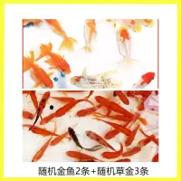 冷水鱼金鱼活体观赏鱼小金鱼活体金鱼苗合集淡水小型鱼包活 特惠套餐:5条装