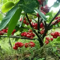 莲雾果树苗黑金刚嫁接树苗南方北方种植地栽盆栽果树苗当年结果 大叶红2年苗[带土带叶]优惠价