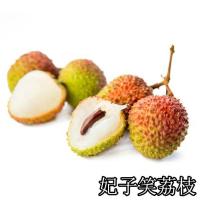 荔枝树苗嫁接苗妃子笑无核荔枝A4灵山香荔鸡嘴荔糯米糍南方果树苗 妃子笑荔枝 2年苗1棵 带土(优惠价)