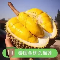榴莲树苗榴莲苗嫁接四季果树苗猫山王南北方种植阳台庭院水果树苗 泰国金枕头榴莲 小幼苗1棵不推荐购买 不结果