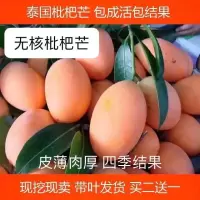 新品种枇杷芒嫁接苗无核枇杷嫁接耐寒品种南北果树苗盆栽地栽 贵七 一年苗 特价试种