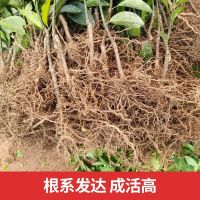 沃柑苗091无核沃柑嫁接苗当年结果可盘栽南北可种植带土发货 50-100颗沃柑苗[裸根沾泥浆] 60-80厘米高