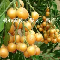 新品种果树苗 无核黄皮苗 嫁接鸡心黄皮树苗南方种植盆栽当年结果 鸡心黄皮[两年苗 带土带叶]