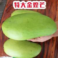 芒果树苗嫁接芒果树苗桂七贵妃金煌芒台农南北方种植地栽盘栽 金煌芒(果大核小肉厚) 1年种子苗[不接果风景款]不包成活