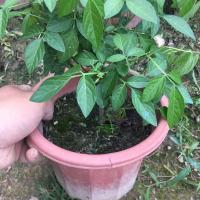 阳台庭院盆栽抹草苗仙草苗潮汕喜事绿植吉祥植物 三年苗不含盆