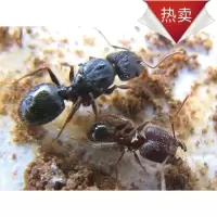 伊大头蚁 活体蚁后 宠物蚂蚁 新手蚁蚂蚁牧场世界生日礼物科教 1后20工