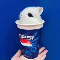 小兔子活体长不大垂耳兔迷你熊猫小型侏儒兔茶杯兔宠物公主小白兔 一只单身兔+200克混合兔粮 随机兔(需拍运输笼)