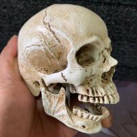 厂家直销1:3迷你仿真小骷髅头模型头骨艺考培训素描绘画教学参考 1:3分体白仿