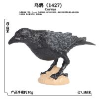 仿真鸟类老鹰猫头鹰野生动物模型海鸥游隼白头海雕儿童认知玩具 1427乌鸦