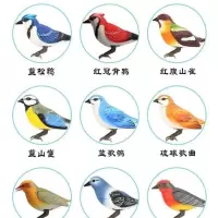 西骑士仿真声控小鸟电动感应鹦鹉会叫会动会说话鸟笼儿童玩具摆饰 单只小鸟不配底座 官方标配:不送电池