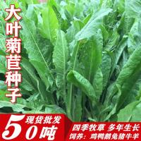 将军菊苣种子多年生四季大叶高产牧草种子猪牛羊兔鸡鸭鹅鱼草种籽 [大叶]菊苣净籽2000粒(试种装)