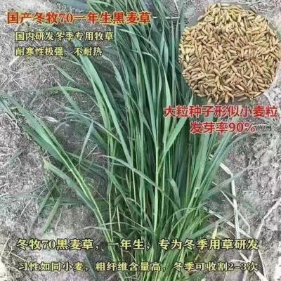 多年生黑麦草种子耐寒养牛羊马鸡鹅鱼四季草种籽牧草养殖黑麦草籽 国产冬牧70黑麦草[1 斤]耐寒型