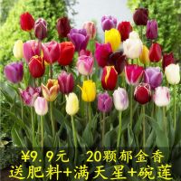 [20颗郁金香特价]土培水培花卉盆栽种球种子花苗耐寒冻开花植物 [郁金香图片花色混搭][好养易活] [1颗大球郁金香+3