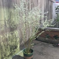 雪柳花苗喷雪花盆栽庭院花卉绿植珍珠绣线菊大苗雪柳叶鲜枝条雪梅 30厘米以上高 特价小苗 不带盆(带土球发货)包成活