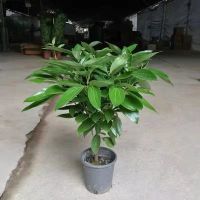 平安树幸福树绿植盆栽特价室内养殖花卉四季长青四季好养净化空气 50到60公分(叶子少) 不含盆
