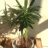 水培钱多多金钱兜福禄桐盆栽办公室绿植富贵竹鸭脚木镜面草发财树 罗汉松8株(10-20公分) 不含盆