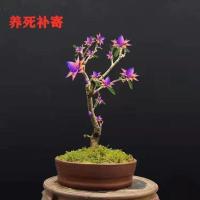 天然檀香苗平安聚财纳福金莲花苗盆栽花卉南北方种植耐寒驱蚊驱虫 紫色[包成活包开花] 一年苗[不包活不推荐]