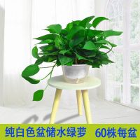 长藤绿萝盆栽批发除甲醛客厅绿植大盆好养花卉大叶垂吊兰室内爬藤 60株白盆吸水绿萝一盆装