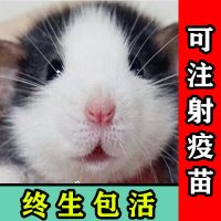 飞象耳花枝鼠活物宠物暹罗鼠哈土奇宿舍宠物花枝鼠幼崽金丝熊仓鼠 盲盒