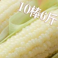 [2棒]正宗东北甜糯玉米棒新鲜糯玉米棒非转基因新鲜白粘糯玉米 白色糯玉米 2棒