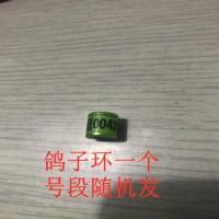 鸽子活物一对宠物活物成绩鸽子公棚杨阿腾幼鸽青年鸽成绩鸽赛鸽[10月2日发完] 信鸽足环一个(直播专用)