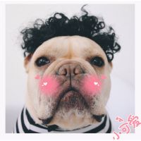 宠物卖萌搞笑假发款项链狗假发头套头饰墨镜草帽法斗小鞭子土豪金 黑色爆炸头