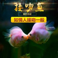 可爱kiss亲嘴鱼接吻鱼萌萌哒鱼冷热带观赏鱼 3-4cm4条