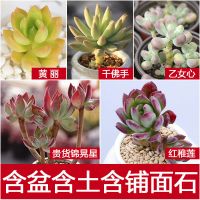 立乾多肉植物新款组合套餐盆栽花卉萌肉肉带盆防辐射爆盆新手老桩 黄丽 千佛手 乙女心 红稚莲 锦晃星 含盆